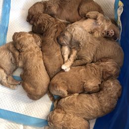 Poodles from Melody's Poodles