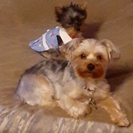 Arie - Yorkshire Terrier
