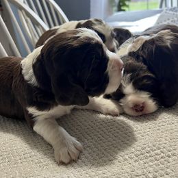Girl 4 - White and liver English Springer Spaniel puppy in Wells, Vermont from Everyday Sunshine Springers