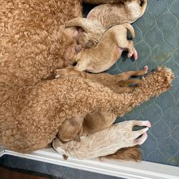 Girl 4 - Red female Cavapoo puppy in Bradenton, Florida from Christianna’s Mini Goldendoodles