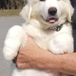 Light Blue Collar Girl - White Great Pyrenees puppy in Bon Aqua, Tennessee from Joel's Farm LLC