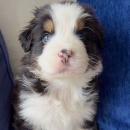 Gunner - Black tri-color Australian Shepherd puppy in Patchogue, New York from South Shore Aussies