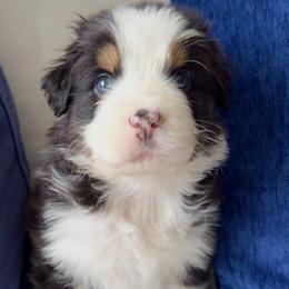 Gunner - Black tri-color Australian Shepherd puppy in Patchogue, New York from South Shore Aussies