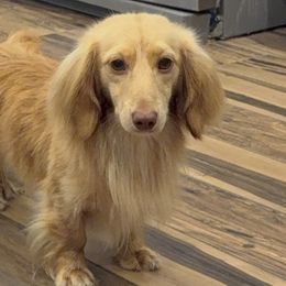 Dachshunds from Taylors Tiny Tails