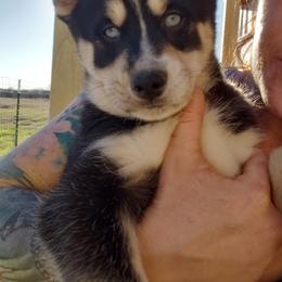Pomsky Puppies from Bluebonnet Pomskies