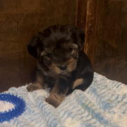 Able - Black and tan male Yorkshire Terrier puppy in Cheektowaga, New York from Renee’s Pawfectly Pampered Yorkies