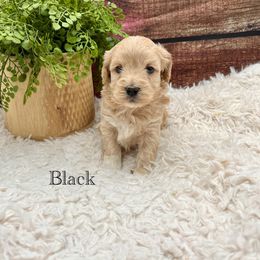Maltipoo Puppies from Grassy Meadow Pups