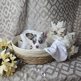 Marble - Fawn and white female Chihuahua puppy in Decatur, Illinois from We R Puppies