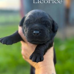 Licorice - Black male Dilute Retriever puppy in Baldwin City, Kansas from Hedge Lane Labradors