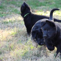 German Shepherd Puppies from Neuanfang German Shepherd Dogs