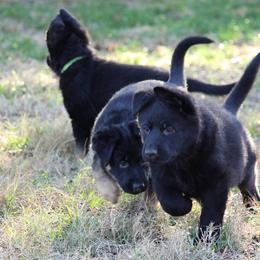 German Shepherd Puppies from Neuanfang German Shepherd Dogs