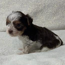 Darla - Chocolate, tan and white female Yorkshire Terrier puppy in Walker, Louisiana from Precious Yorkies