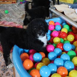 Sabine - Tri-color female Bernedoodle puppy in Springfield, Missouri from Doodle Dandy Bernedoodles