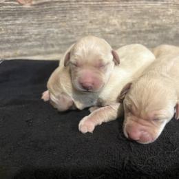 3rd Pick of Yellow Female Pups - Yellow female Labrador Retriever puppy in Freeport, Illinois from Rock Hollow Retrievers