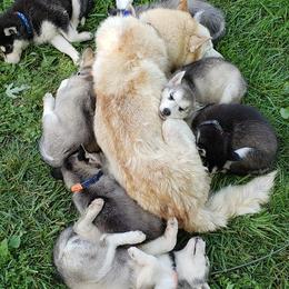 Dalmatians and Siberian Huskies from hnbhuskies