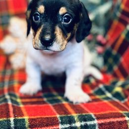 Severus - Black and tan male Dachshund puppy in Stilwell, Oklahoma from MB’s Dachshunds