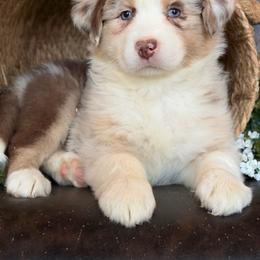 Velvet-has tail-many videos - Red merle female Australian Shepherd puppy in Troy, South Carolina from Australian Shepherds of 3/W Farms