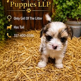 Only Girl - White female Morkie puppy in Avon, Indiana from Precise Puppies LLP