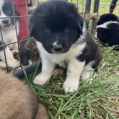 Askar - White and black male Karakachan puppy in Hogansville, Georgia from Goshen Highlands
