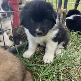 Askar - White and black male Karakachan puppy in Hogansville, Georgia from Goshen Highlands