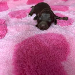 Genie - Chocolate female Dachshund puppy in Lake City, Florida from My Ditzy Doxies of Florida