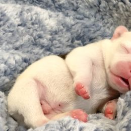 French Bulldog Puppies from Von Bales French Bulldogs