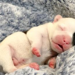 French Bulldog Puppies from Von Bales French Bulldogs