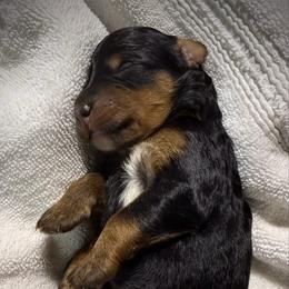 Bumble - Tri-color male Bernedoodle puppy in Mint Hill, North Carolina from Ball-Y-Hoo Bernedoodles