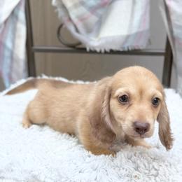 Sporty - Cream male Dachshund puppy in Decatur, Mississippi from KP Dachshunds