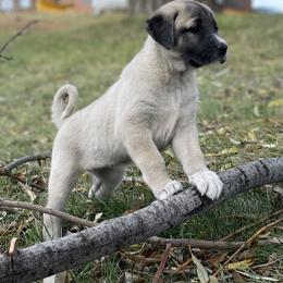 Anatolian Shepherd Dog Puppies from Wild Rooster Family Farm – AKC Anatolian Shepherd Breeder, OFA Health Tested