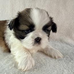 Sophia Loren - Gold and white female Shih Tzu puppy in Winston Salem, North Carolina from Little Miracles Shih Tzu