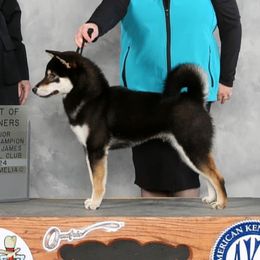 Tokyo - Shiba Inu