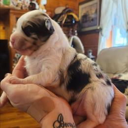 Girl 1 - Blue merle female Toy Australian Shepherd puppy in Hampton, Tennessee from TC Farms Stock Dogs - Miniature Australian Shepherds