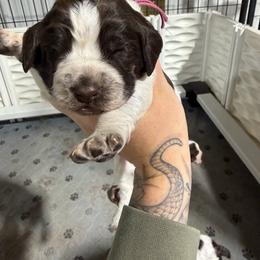 Sarah - Liver white and roan female English Springer Spaniel puppy in Ogilvie, Minnesota from V.V. Berg Kennels