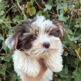 Blaze - Chocolate, tan and white male Yorkshire Terrier puppy in Elgin, Texas from For The Love of Yorkies Texas
