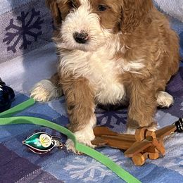 Boy 3 green collar - Red male Bernedoodle puppy in Cody, Wyoming from Yellowstone Breeders