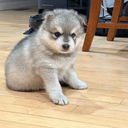 Frankie - Wolf sable male Pomsky puppy in Doon, Iowa from Luxury Pomsky