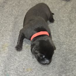 Red Collar Girl 4 - Labrador Retriever puppy from Foundation Retrievers