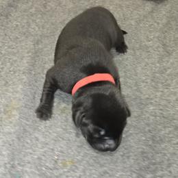 Red Collar Girl 4 - Labrador Retriever puppy from Foundation Retrievers
