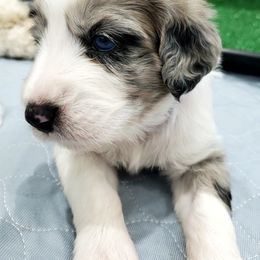 Aussiedoodle Puppies from Southwest Florida Doodles