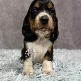 Purple Collar - Black white and brown female Basset Hound puppy in Dingess, West Virginia from Tuckers' Howling Hounds