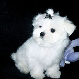 Maltese and Shih Tzu Puppies from Carisma Maltese
