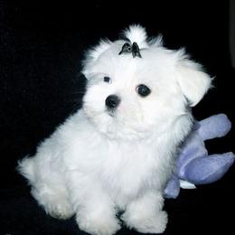 Maltese and Shih Tzu Puppies from Carisma Maltese