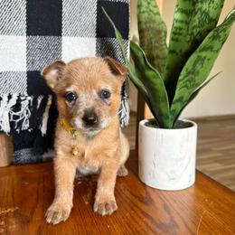 Ms. Yasmin (AKC) - Red mottled female Australian Cattle Dog puppy in Sahuarita, Arizona from A2 Australian Cattle Dogs