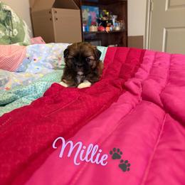 Millie - Brindle female Shih Tzu puppy in Pearland, Texas from Pup Paw-lace