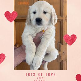Golden Retriever Puppies from Ruff Life Goldens