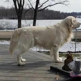 Golden Retrievers from Eagle Lake English Cream's