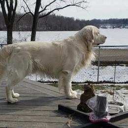 Golden Retrievers from Eagle Lake English Cream's