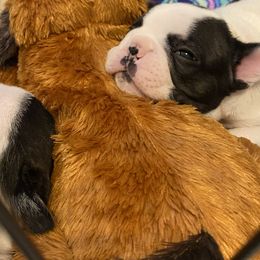 French Bulldog Puppies from Fur Royalty Frenchies