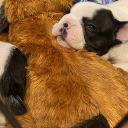 French Bulldog Puppies from Fur Royalty Frenchies